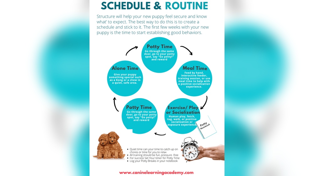 10 Week Old Puppy Training Tips