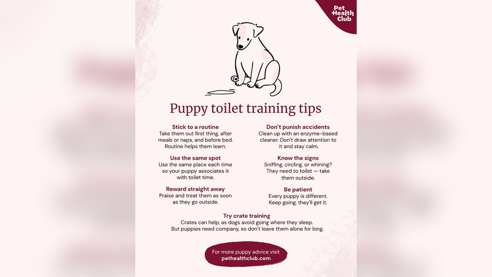 4 Month Old Puppy Training Tips