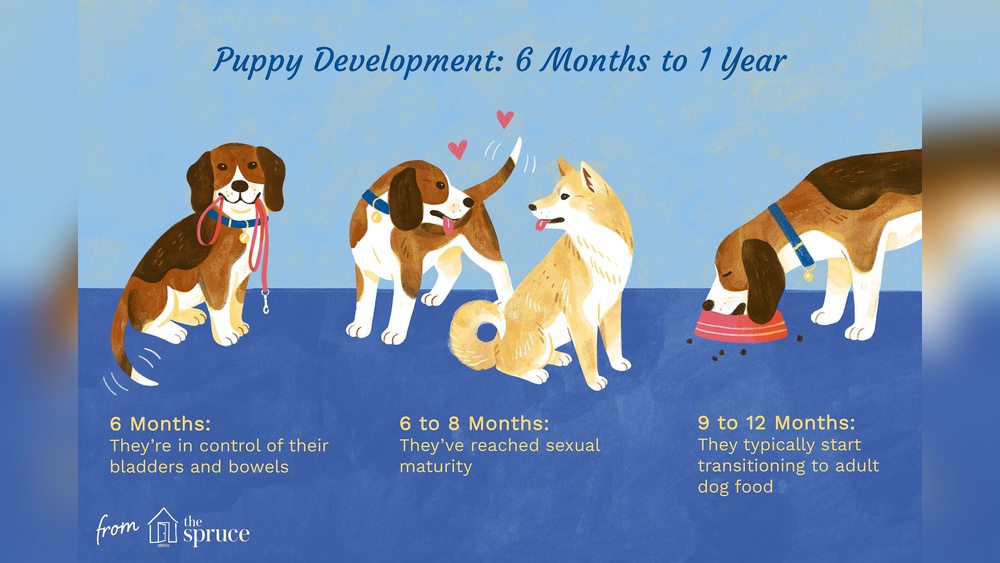 8 Month Old Dog Behavior