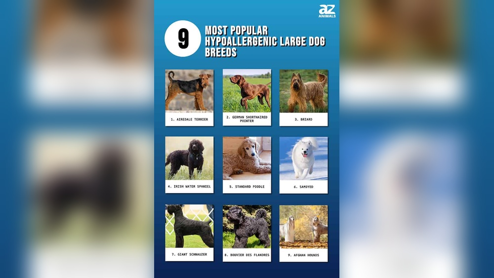 A List of Hypoallergenic Dog Breeds