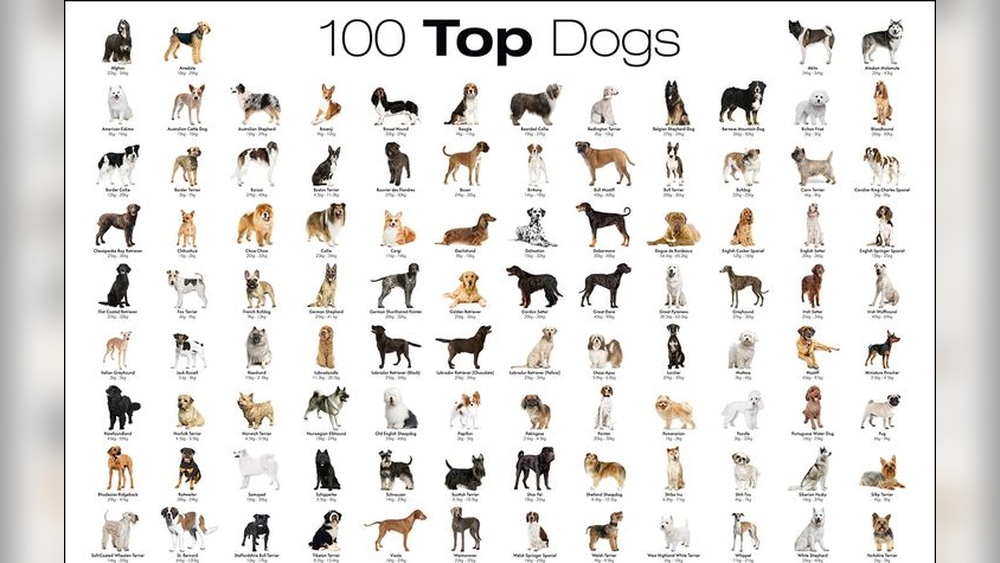 A to Z Dog Breeds