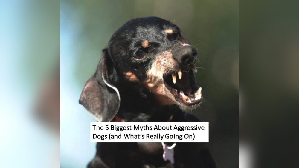 Aggressive Behavior Dog
