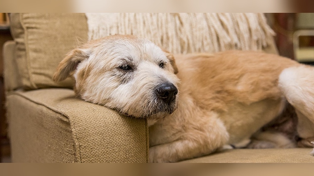 Aggressive Behavior in Older Dogs