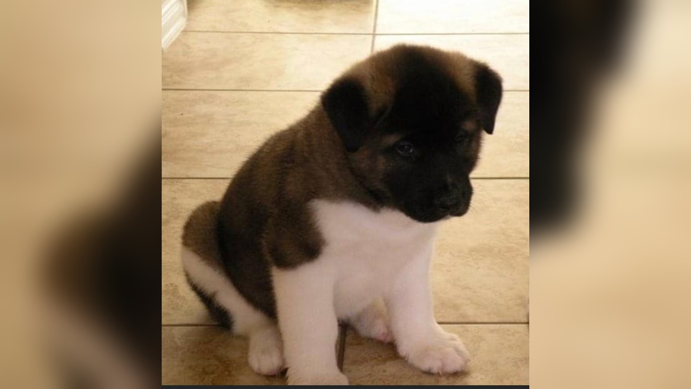 Akita Puppy Training Tips