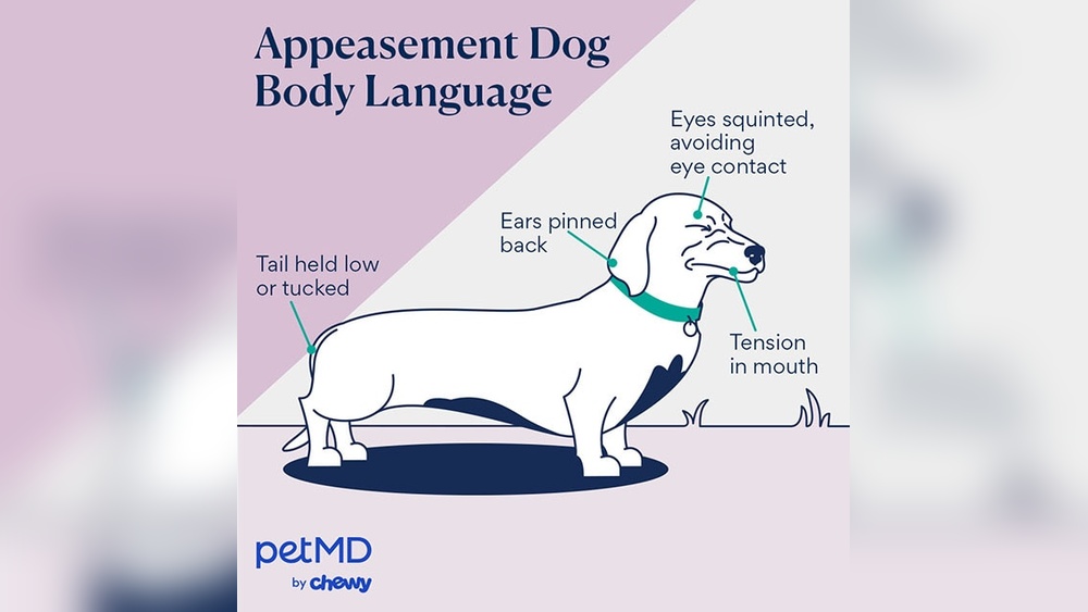 Appeasement Behavior Dogs