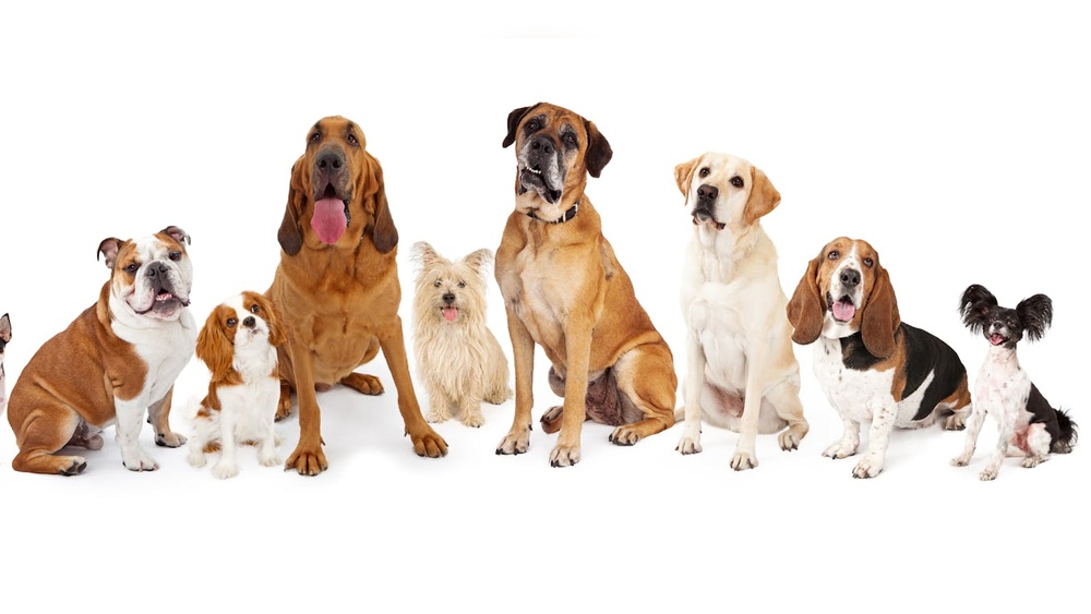 Are All Dog Breeds the Same Species: Surprising Facts Revealed
