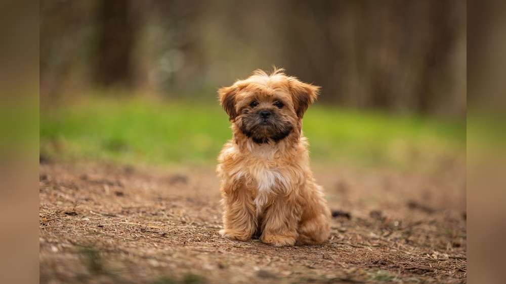 Are All Terrier Breeds of Dogs Hypoallergenic? Truth Revealed!
