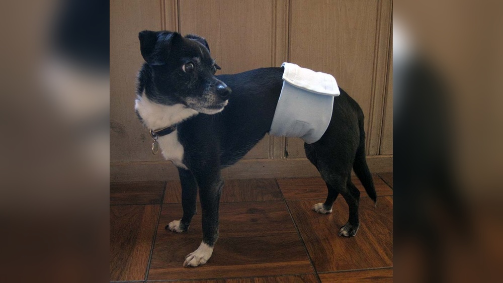 Are Dog Diapers Good for Potty Training