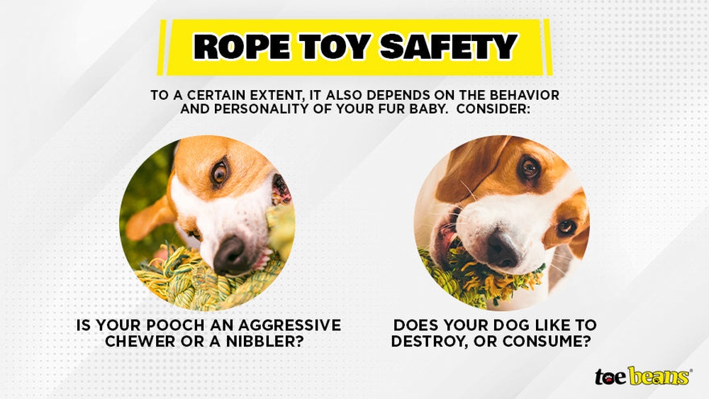 Are Dog Rope Toys Safe: Essential Facts Every Owner Must Know