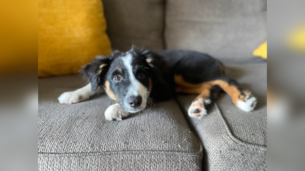 Australian Shepherd Puppy Training Tips