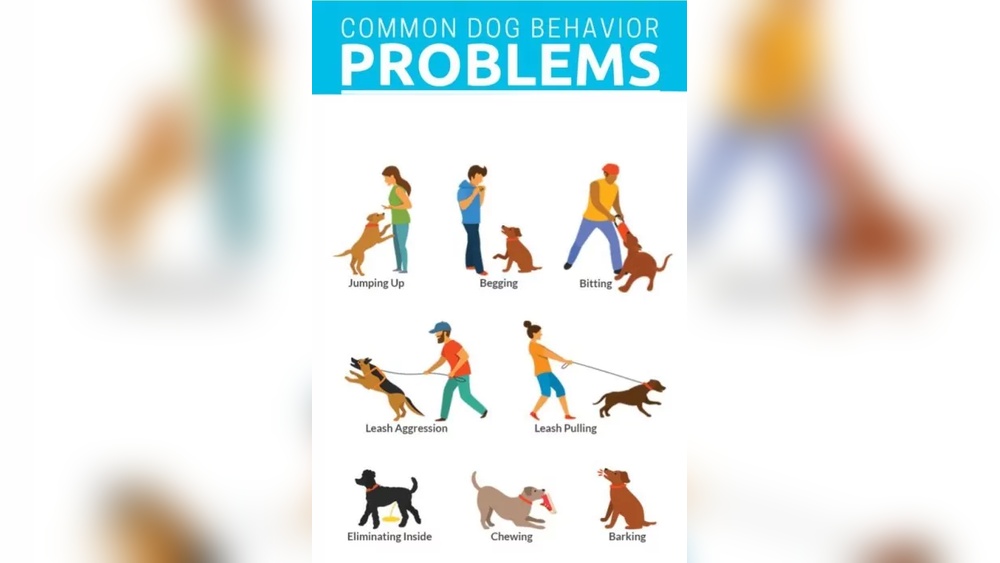 Behavior Dog Training