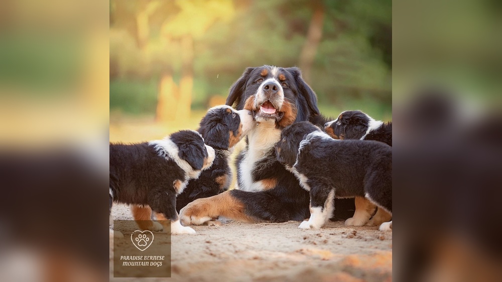 Bernese Mountain Dog Puppy Training Tips