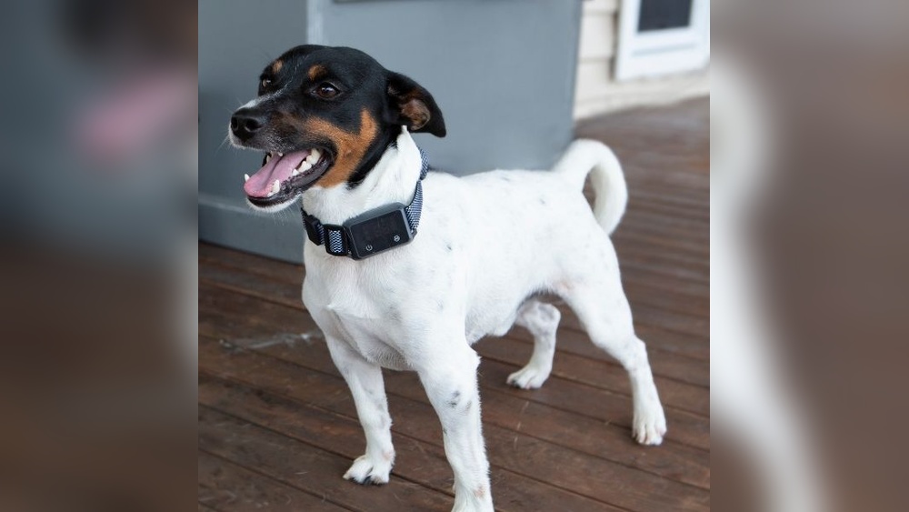 Best Anti Bark Device for Small Dogs
