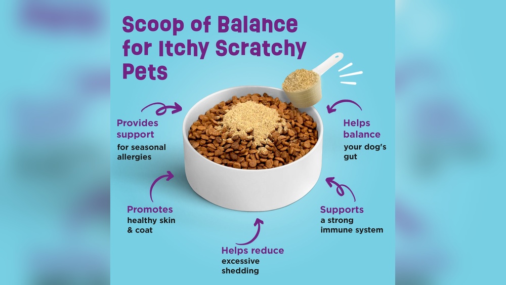 Best Anti Itch Dog Food