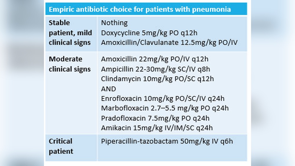 Best Antibiotic for Aspiration Pneumonia in Dogs