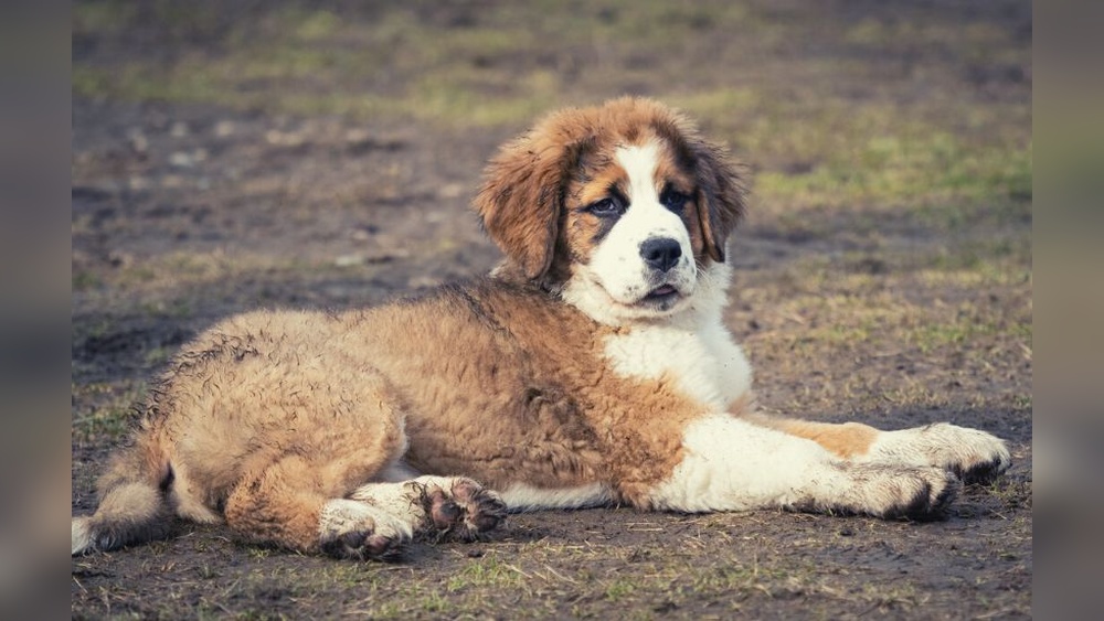 Best Bernese Mountain Dog Mixes