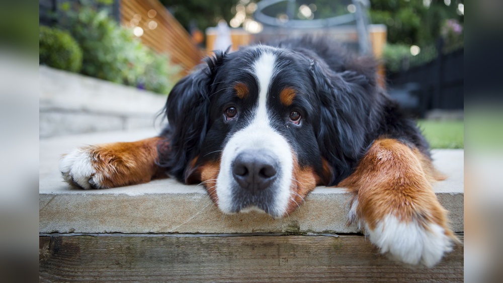 Best Big Breed Dogs for Families