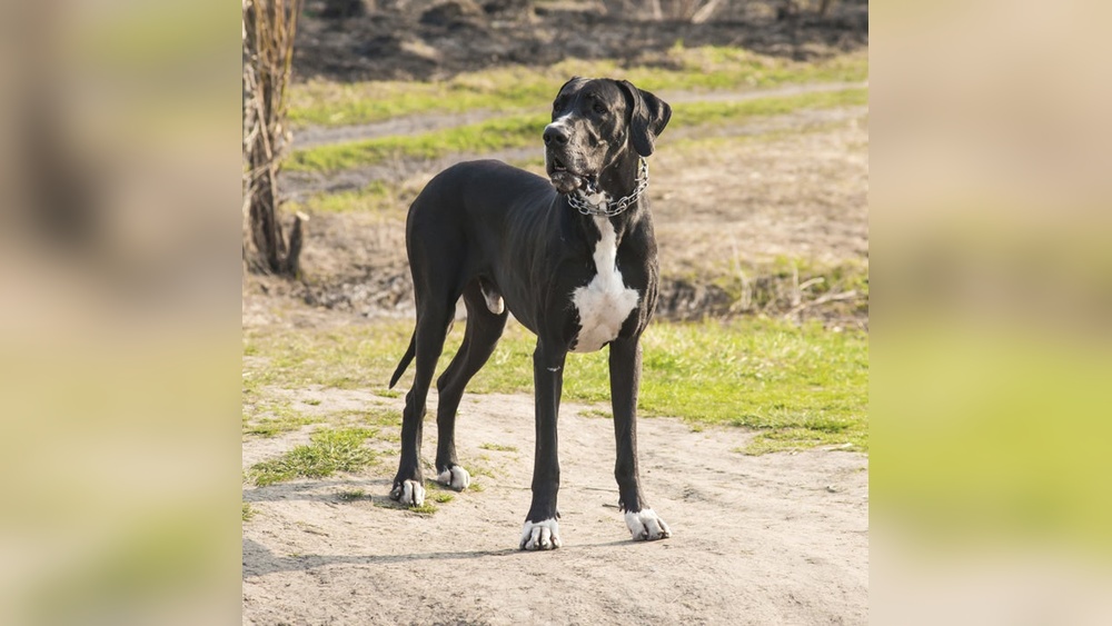 Best Big Dogs for Hot Weather: Top Breeds That Thrive in Heat