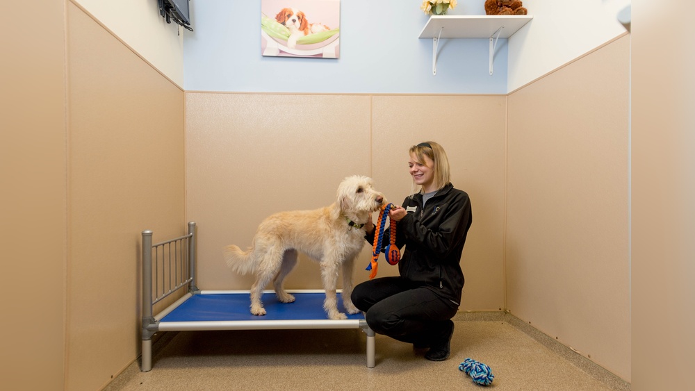 Best Boarding Dogs near Me