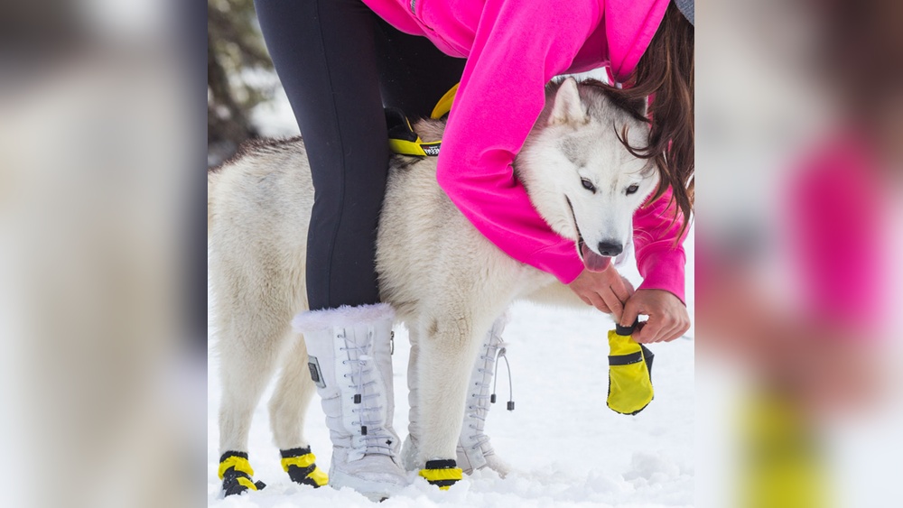 Best Boots for Sled Dogs: Ultimate Protection for Harsh Trails