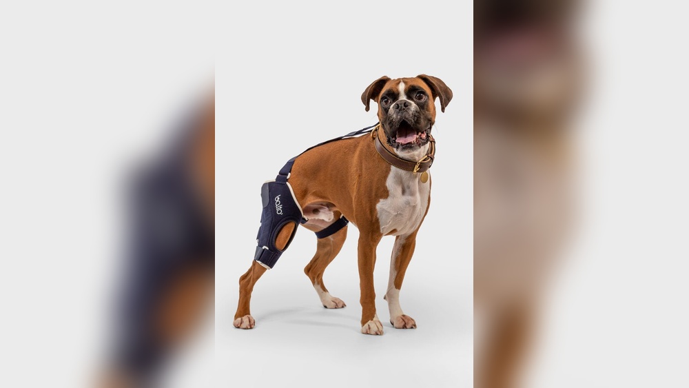 Best Braces And Splints for Dogs