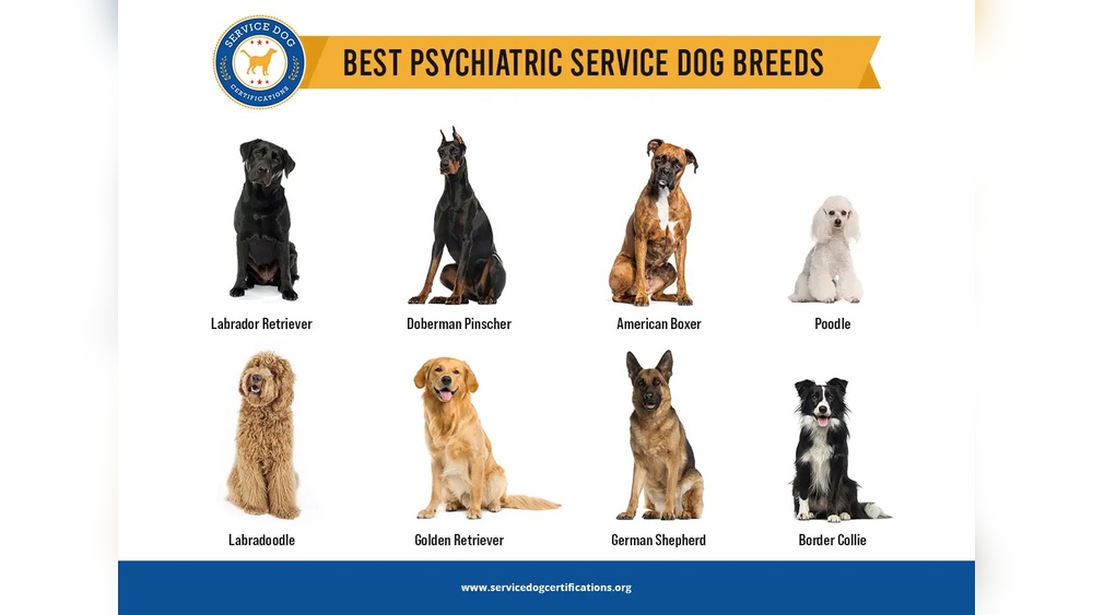 Best Breed for Psychiatric Service Dog