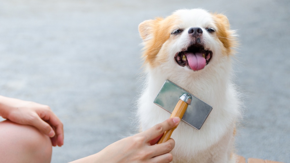 Best Brush for Dog Who Hates Being Brushed