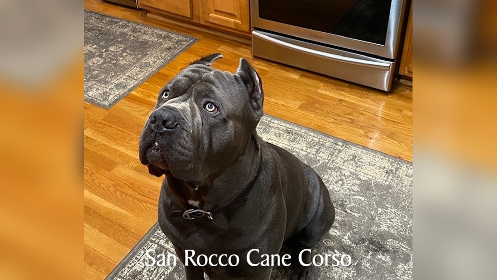 Best Cane Corso Dog Food