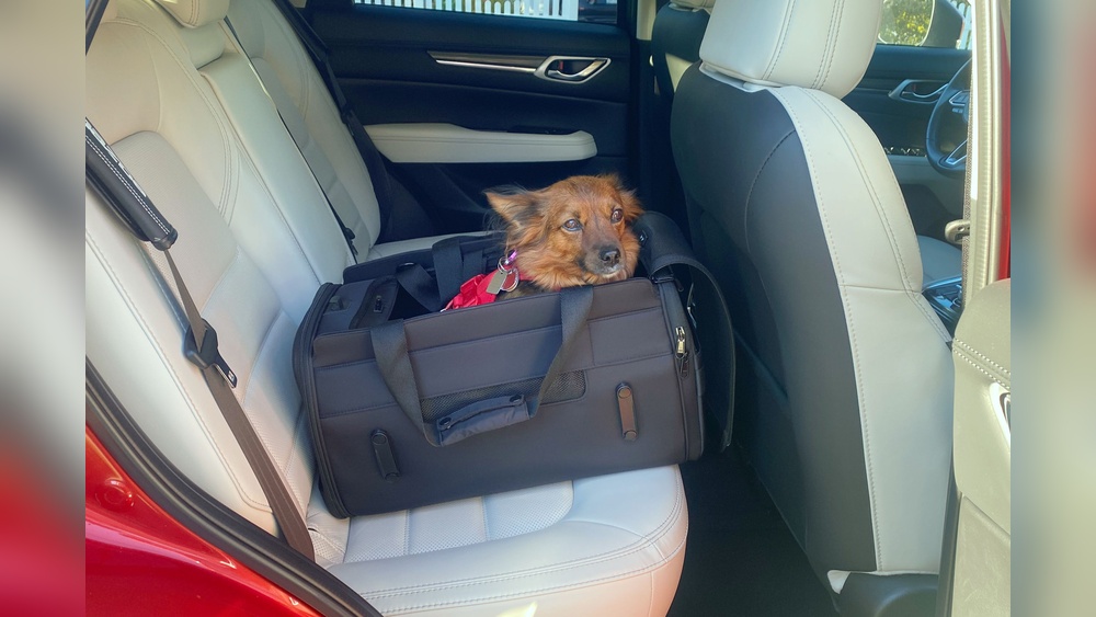 Best Car Restraints for Dogs