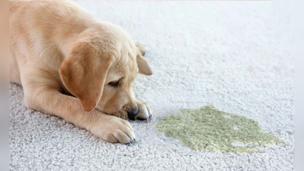Best Carpet Cleaning Service for Dog Urine