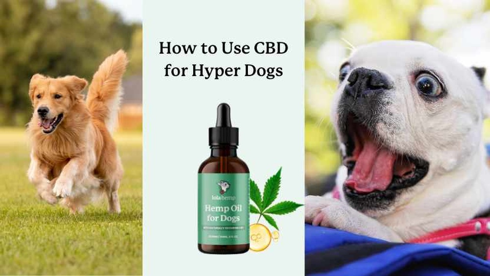 Best Cbd for Hyper Dogs