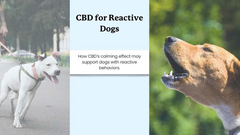 Best Cbd for Reactive Dogs