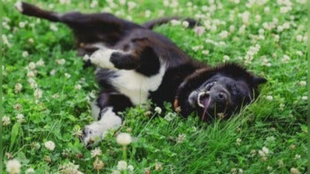 Best Clover Lawn for Dogs: Ultimate Guide to a Pet-Friendly Yard