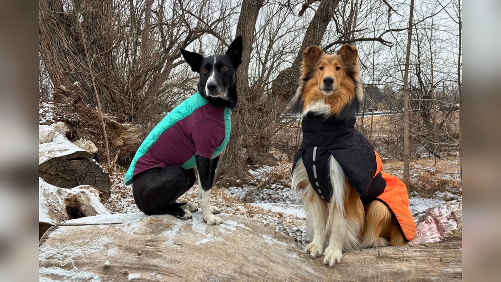 Best Cold Weather Dog Jacket