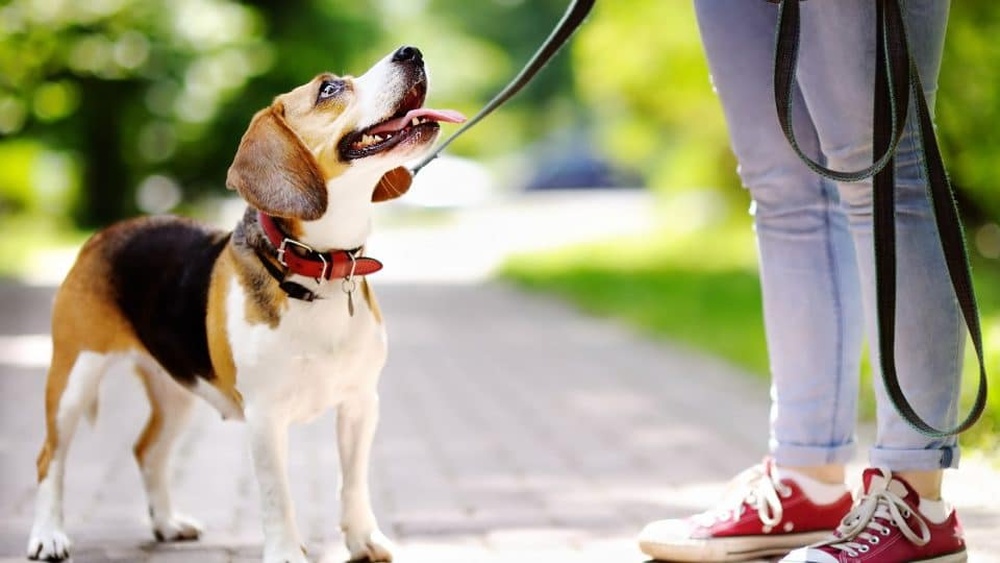 Best Collar for Dog Walking