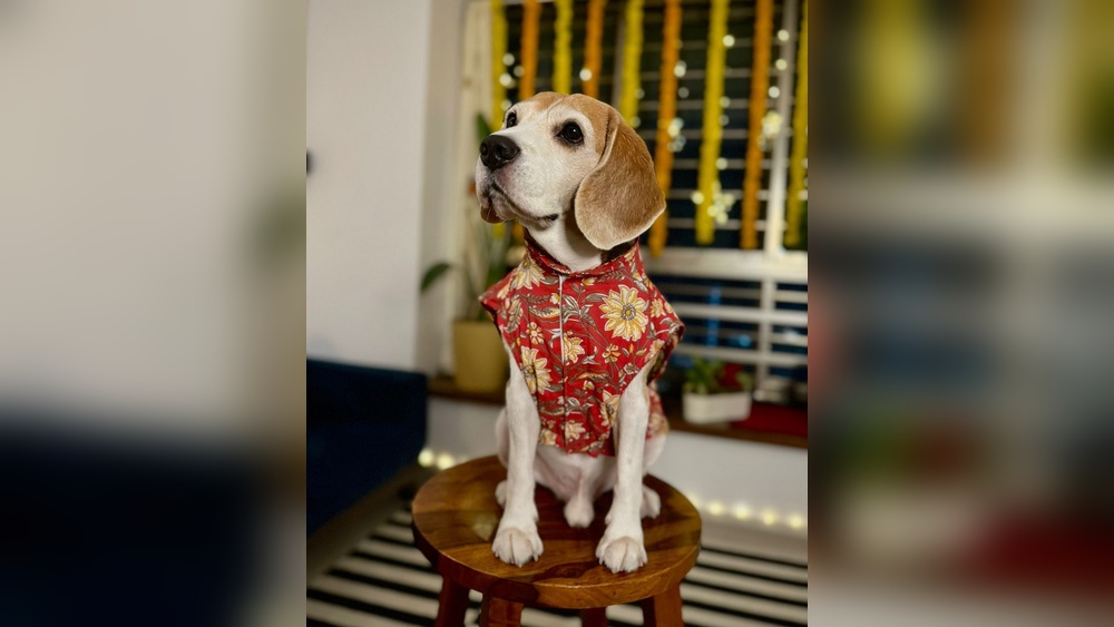 Best Custom Dog Clothes Wholesale