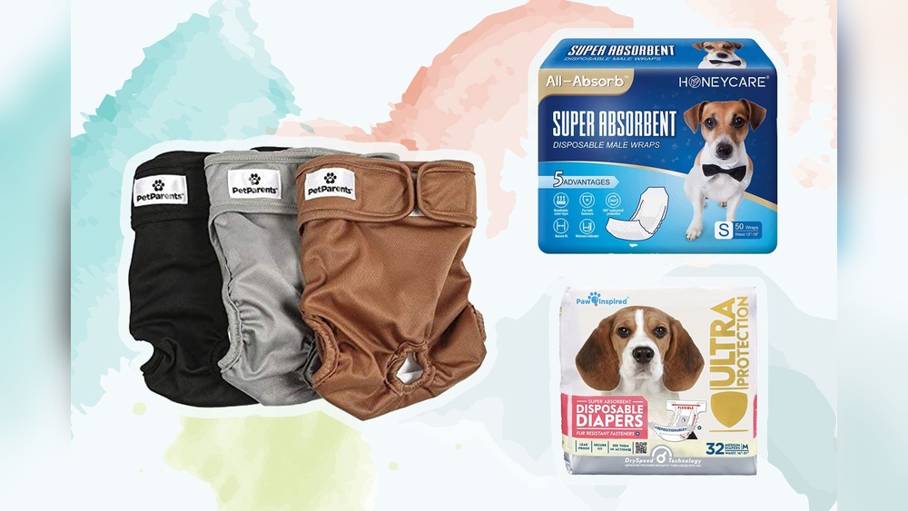 Best Diapers for Dogs With Incontinence