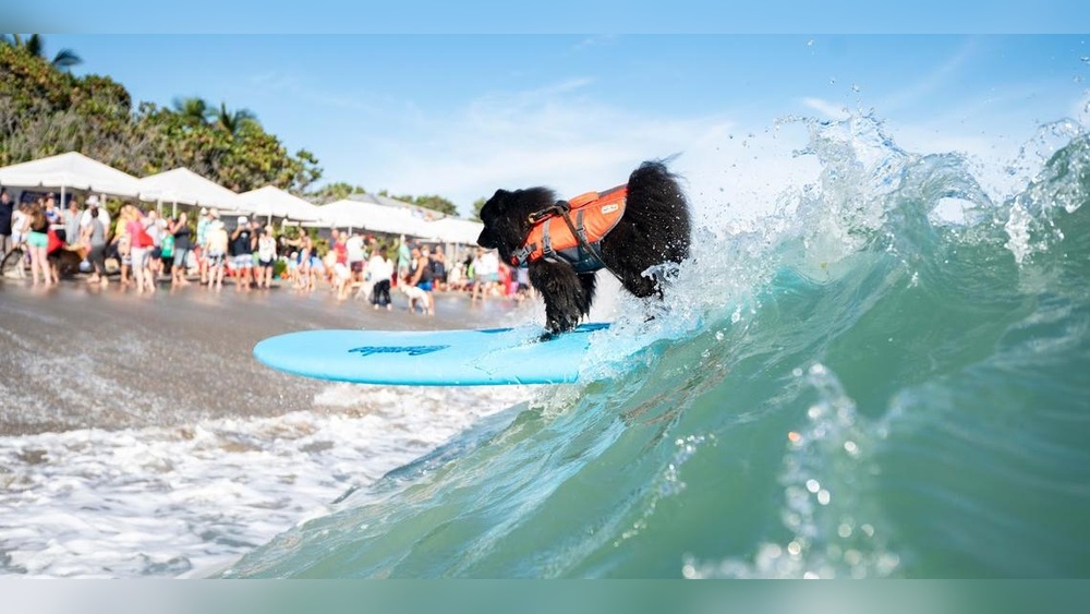 Best Dog Beaches East Coast