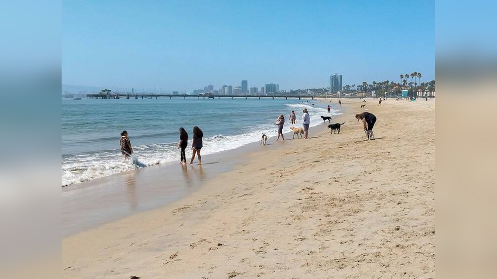 Best Dog Beaches Los Angeles