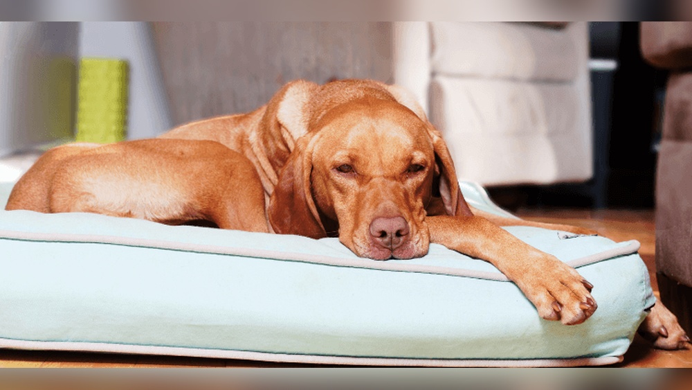 Best Dog Bed After Tplo Surgery