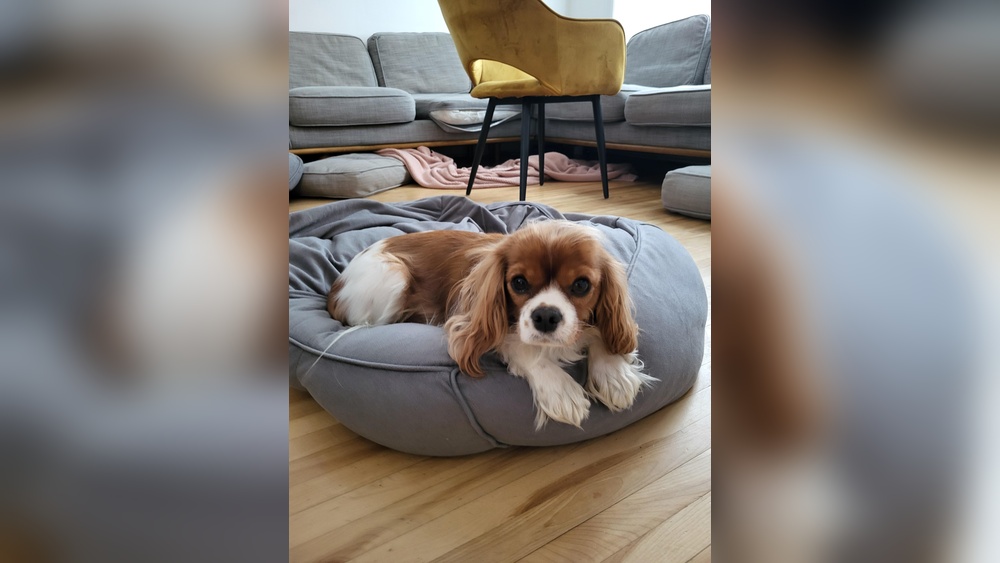 Best Dog Bed for Cavalier King Charles: Ultimate Comfort Guide