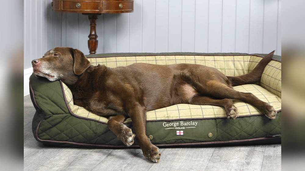 Best Dog Bed for Old Dogs