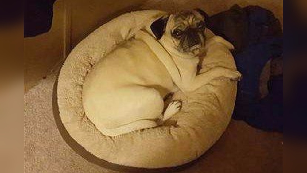 Best Dog Bed for Pugs