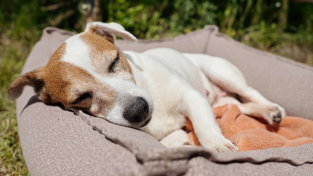 Best Dog Bedding for Outside