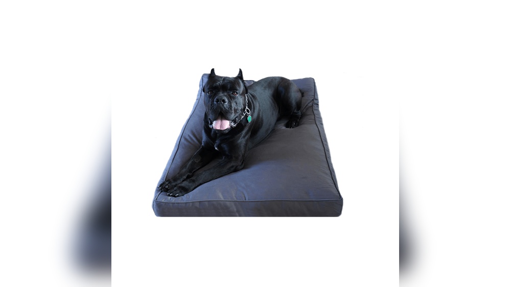 Best Dog Beds for Dogs That Chew