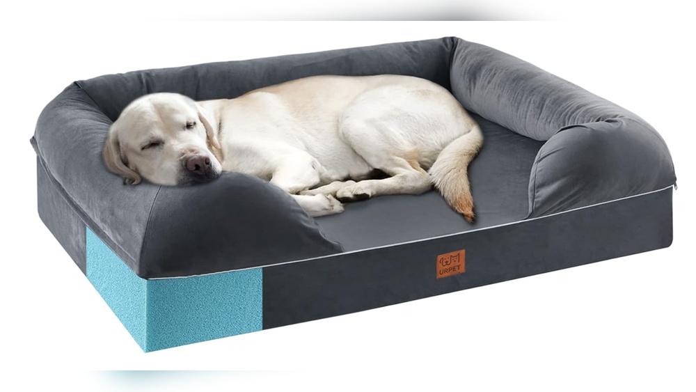 Best Dog Beds for Older Dogs With Arthritis