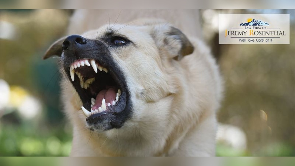 Best Dog Bite Lawyer Denver