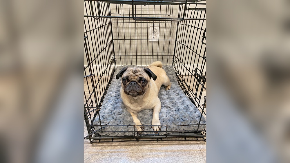 Best Dog Blankets for Crate