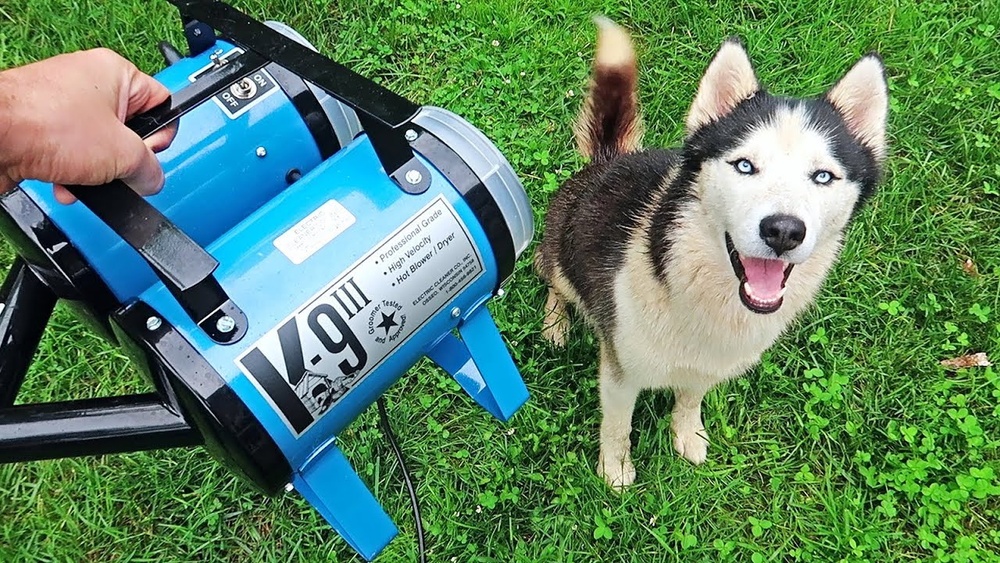 Best Dog Blower for Shedding