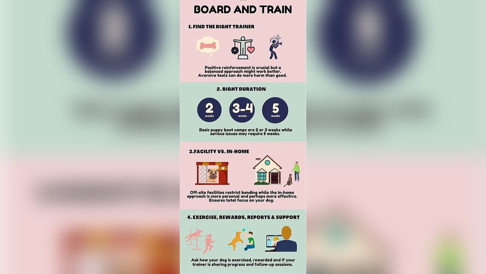Best Dog Board And Train